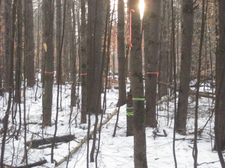Course marker and fairway through the winter woods